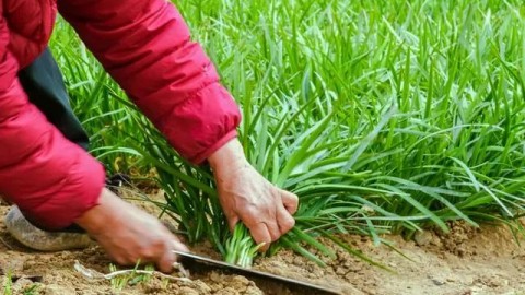 警惕“代理AI”暴富神话：是真风口还是专坑小白的“割韭菜”镰刀？